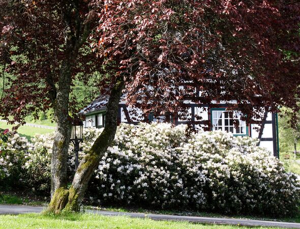 Hotel buitenruimte bomen