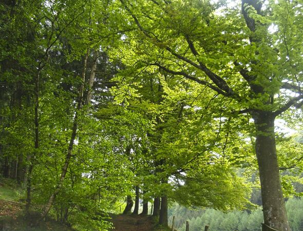 Lente bospad