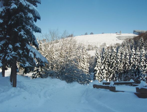 Winterlandschap bomen