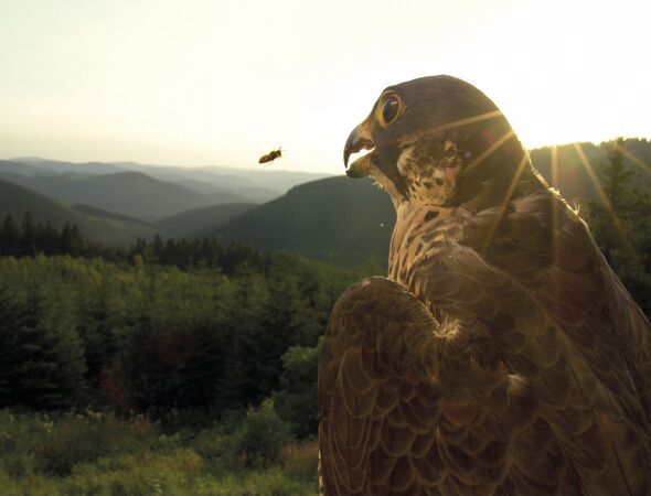 Falke mit Biene am Rothaarsteig