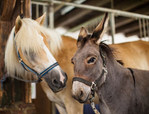 Ponys im Stall