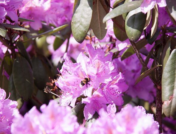 Rhododendronbloesem met bij