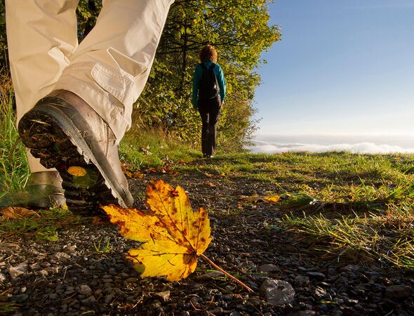 Herfstwandeling pad