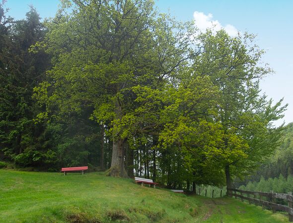 Bankjes aan de rand van het bos