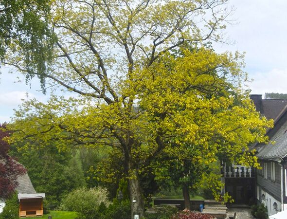 Hotel buitenruimte bomen