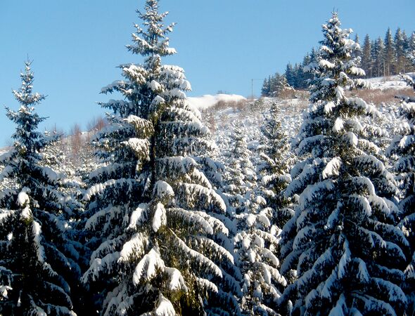 Wintersparren