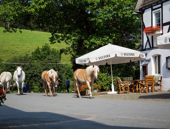 Ponys Gut Vorwald