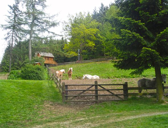 Paardenweide met paarden
