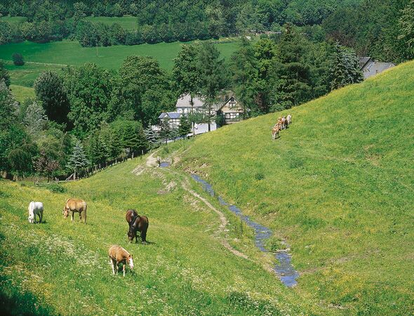 Landschap met paarden