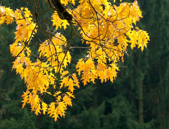 boomtak met herfstbladeren