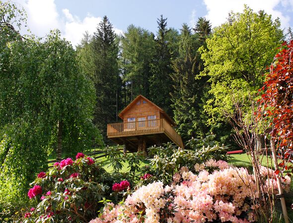 Rhododendron Boomhut Bomen