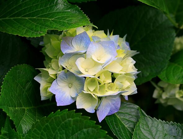 Hortensia's bloeien
