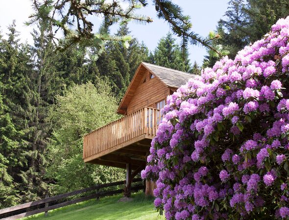Vakantiehuis Rhododendronbluete