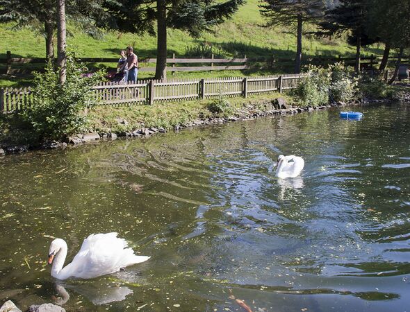 Gut Vorwald Teich Schwäne